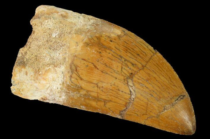 Serrated, Carcharodontosaurus Tooth - Real Dinosaur Tooth #169693